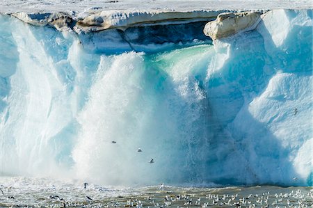 flock of birds in flight - Negribreen (Negri Glacier), Olav V Land, Spitsbergen, Svalbard Archipelago, Norway, Scandinavia, Europe Stock Photo - Rights-Managed, Code: 841-06805180