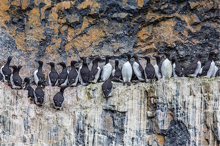 simsearch:841-07206023,k - Common guillemot (Uria aalge) nesting on Bear Island, Svalbard, Norway, Scandinavia, Europe Stock Photo - Rights-Managed, Code: 841-06805198