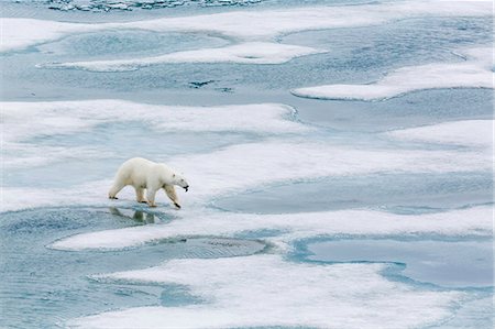 polar bear - A curious young polar bear (Ursus maritimus) on the ice in Bear Sound, Spitsbergen Island, Svalbard, Norway, Scandinavia, Europe Stock Photo - Rights-Managed, Code: 841-06805199