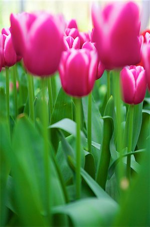 flowers gardens holland - Tulips, Keukenhof Gardens, Lisse, Netherlands, Europe Photographie de stock - Rights-Managed, Code: 841-06805355