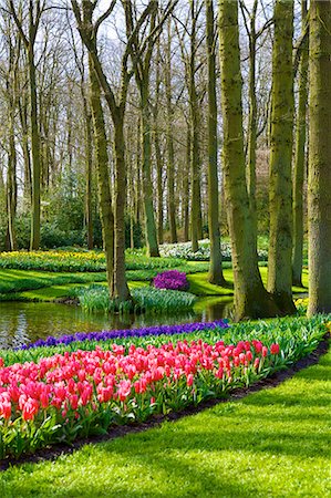 Flowers at Keukenhof Gardens, Lisse, Netherlands, Europe Photographie de stock - Rights-Managed, Code: 841-06805351