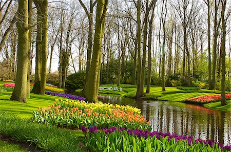 flowers gardens holland - Flowers at Keukenhof Gardens, Lisse, Netherlands, Europe Stock Photo - Rights-Managed, Code: 841-06805352