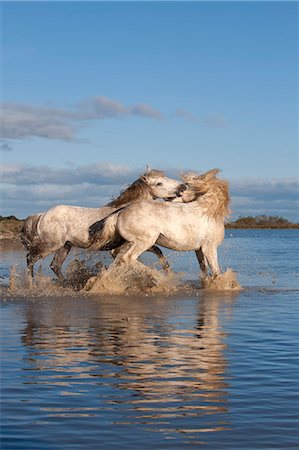 simsearch:614-06169171,k - Camargue horses, stallions fighting in the water, Bouches du Rhone, Provence, France, Europe Stockbilder - Lizenzpflichtiges, Bildnummer: 841-06805374