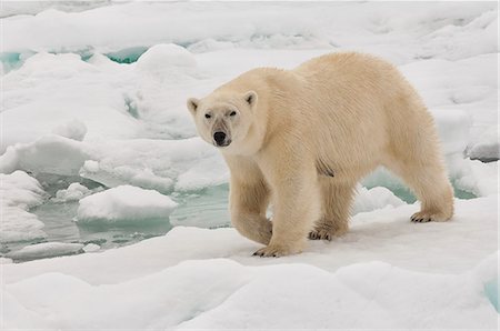 polar bear - Female polar bear (Ursus maritimus), Svalbard Archipelago, Barents Sea, Norway, Scandinavia, Europe Stock Photo - Rights-Managed, Code: 841-06805437