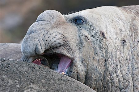earless seal - Close up of a male Southern elephant seal (Mirounga leonina), St. Andrews Bay, South Georgia Island, Polar Regions Stock Photo - Rights-Managed, Code: 841-06805431