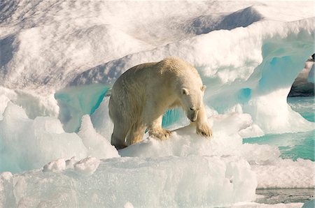 simsearch:841-06805439,k - Polar bear on floating ice, Davis Strait, Labrador See, Labrador, Canada, North America Photographie de stock - Rights-Managed, Code: 841-06805433