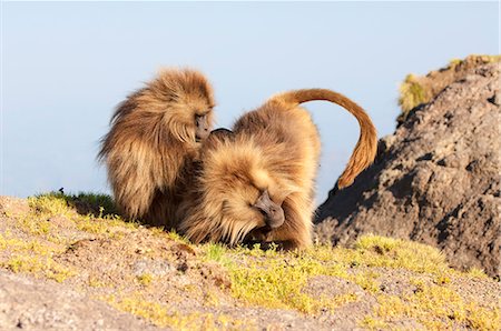 simsearch:841-06805430,k - Gelada baboon (Theropithecus Gelada) grooming each other, Simien Mountains National Park, Amhara region, North Ethiopia, Africa Stock Photo - Rights-Managed, Code: 841-06805447