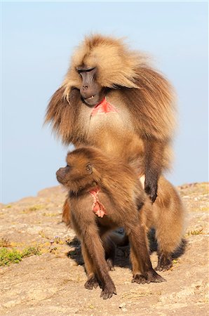 Mating Gelada baboons (Theropithecus Gelada), Simien Mountains National Park, Amhara region, North Ethiopia, Africa Stock Photo - Rights-Managed, Code: 841-06805448