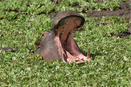 simsearch:841-05783198,k - Hippopotamus (Hippopotamus amphibius) yawning in the water, Masai Mara, Kenya, East Africa, Africa Stock Photo - Rights-Managed, Code: 841-06805440