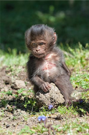 simsearch:841-06805458,k - Baby Gelada baboon (Theropithecus Gelada), Simien Mountains National Park, Amhara region, North Ethiopia, Africa Foto de stock - Con derechos protegidos, Código: 841-06805455