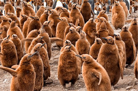 rookery (animal colony) - King penguin (Aptenodytes patagonicus) rookery, St. Andrews Bay, South Georgia Island, Polar Regions Stock Photo - Rights-Managed, Code: 841-06805456