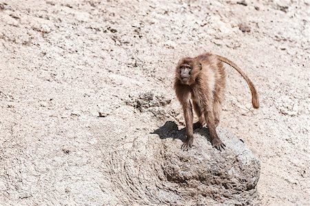 simsearch:6102-07789578,k - Gelada baboon (Theropithecus Gelada), Simien Mountains National Park, Amhara region, North Ethiopia, Africa Photographie de stock - Rights-Managed, Code: 841-06805457