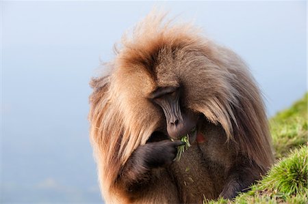 simsearch:841-06808086,k - Gelada baboon (Theropithecus Gelada), Simien Mountains National Park, Amhara region, North Ethiopia, Africa Stock Photo - Rights-Managed, Code: 841-06805458