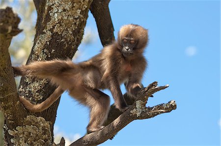 Baby Gelada baboon (Theropithecus Gelada), Simien Mountains National Park, Amhara region, North Ethiopia, Africa Photographie de stock - Rights-Managed, Code: 841-06805453