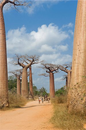 Alley of the Baobabs (Adansonia Grandidieri), Morondava, Madagascar, Africa Stock Photo - Rights-Managed, Code: 841-06805460