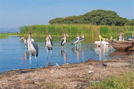 pélican blanc - Marabou storks (Leptoptilos crumeniferus) and white pelicans (Pelecanus onocrotalus), Awasa harbour, Ethiopia, Africa Photographie de stock - Rights-Managed, Code: 841-06805492
