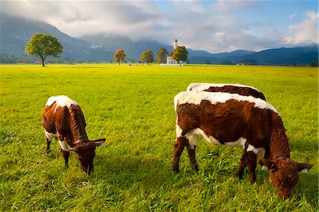 Cattle grazing with Saint Koloman Church and Neuschwanstein Castle in the background, near Fussen, Bavaria, Germany, Europe Foto de stock - Direito Controlado, Número: 841-06805540