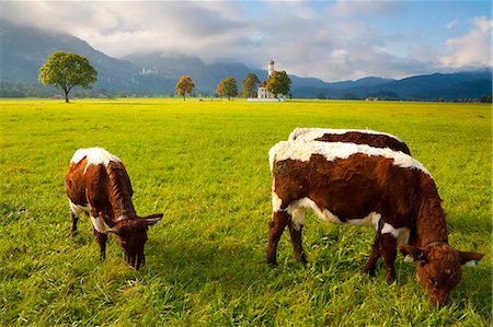 Cattle grazing with Saint Koloman Church and Neuschwanstein Castle in the background, near Fussen, Bavaria, Germany, Europe Photographie de stock - Rights-Managed, Code: 841-06805540