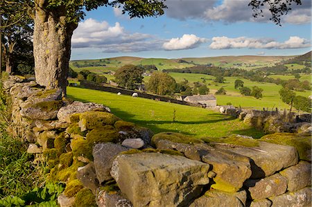 Farm near Burnsall, Yorkshire Dales National Park, Yorkshire, England, United Kingdom, Europe Foto de stock - Con derechos protegidos, Código: 841-06805563