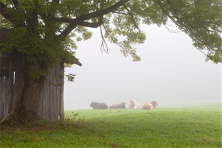 Cattle in fog, near Fussen, Bavaria, Germany, Europe Photographie de stock - Rights-Managed, Code: 841-06805592
