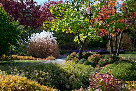 parkanlage - Autumn foliage in The Montreal Botanical Garden, Montreal, Quebec Province, Canada, North America Stockbilder - Lizenzpflichtiges, Bildnummer: 841-06805619