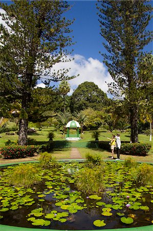 st vincent and the grenadines - Botanical Gardens, Kingstown, St. Vincent, St. Vincent and the Grenadines, Windward Islands, West Indies, Caribbean, Central America Photographie de stock - Rights-Managed, Code: 841-06805701