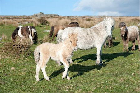 poulain - Ponies and foal on Dartmoor, Devon, England, United Kingdom Photographie de stock - Rights-Managed, Code: 841-06805793