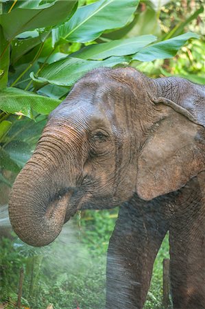 Elephant, Golden Triangle, Northern Thailand, Thailand, Southeast Asia, Asia Foto de stock - Direito Controlado, Número: 841-06805901