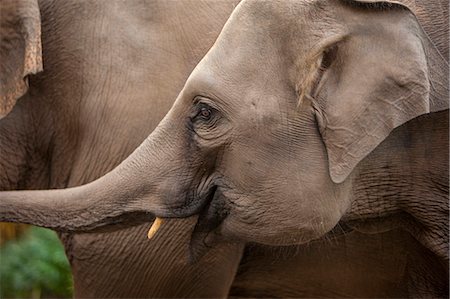 ear (all meanings) - Elephants, Golden Triangle, Thailand, Southeast Asia, Asia Stock Photo - Rights-Managed, Code: 841-06805902