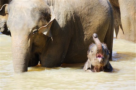 elephant mouth open - Pinnewala Elephant Orphanage near Kegalle, Hill Country, Sri Lanka, Asia Stock Photo - Rights-Managed, Code: 841-06805999