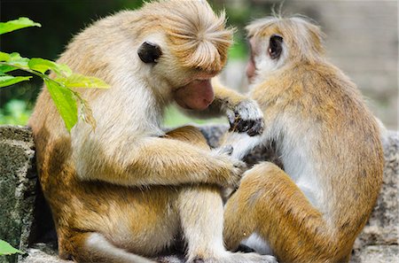 dambulla - Tote macaque monkeys grooming at Dambulla, North Central Province, Sri Lanka, Asia Photographie de stock - Rights-Managed, Code: 841-06806027