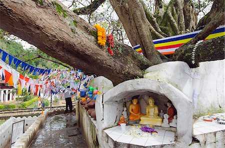 Shrine on a Bodhi tree, UNESCO World Heritage Site, Kandy, Hill country, Sri Lanka, Asia Foto de stock - Con derechos protegidos, Código: 841-06806036