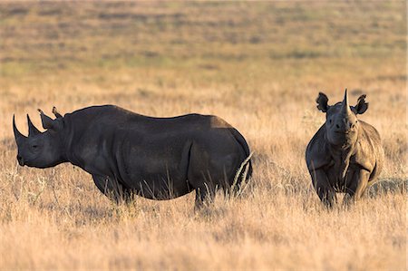 Black rhinos (Diceros bicornis), Lewa Wildlife Conservancy, Laikipia, Kenya, East Africa, Africa Photographie de stock - Rights-Managed, Code: 841-06806094