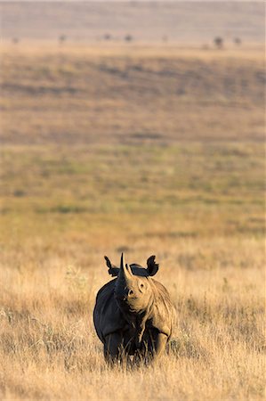 Black rhino (Diceros bicornis), Lewa Wildlife Conservancy, Laikipia, Kenya, East Africa, Africa Photographie de stock - Rights-Managed, Code: 841-06806095
