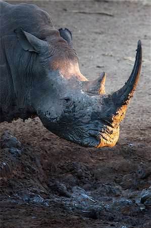 rhinocéros blanc - White rhino (Ceratotherium simum) at waterhole, Mkhuze Game Reserve, KwaZulu Natal, South Africa, Africa Photographie de stock - Rights-Managed, Code: 841-06806096