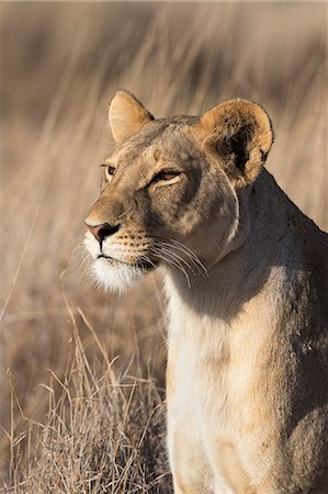 Lioness (Panthera leo), Lewa Wildlife Conservancy, Laikipia, Kenya, East Africa, Africa Photographie de stock - Rights-Managed, Code: 841-06806099