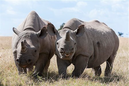 deux animaux - Two rhinoceros, Ol Pejeta Conservancy, Laikipia, Kenya, East Africa, Africa Photographie de stock - Rights-Managed, Code: 841-06806092
