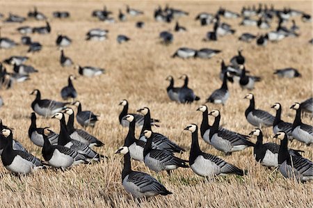 simsearch:841-06805706,k - Barnacle geese (Branta leucopsis) in stubble field, Islay, Scotland, United Kingdom, Europe Stockbilder - Lizenzpflichtiges, Bildnummer: 841-06806115