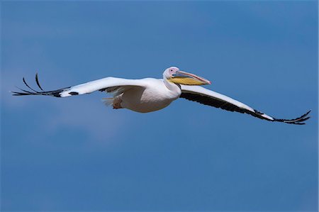 Great white pelican (Pelecanus onocrotalus) in flight, Lake Nakuru National Park, Kenya, East Africa, Africa Photographie de stock - Rights-Managed, Code: 841-06806118