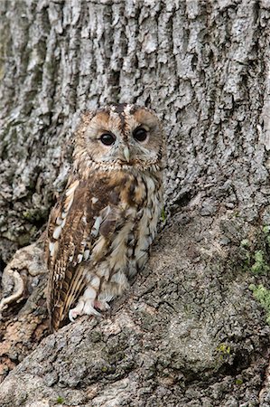 Tawny owl (Strix aluco), captive, camouflaged on tree, United Kingdom, Europe Stock Photo - Rights-Managed, Code: 841-06806111