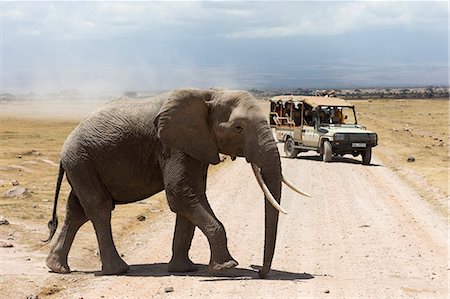people at cross roads - African elephant (Loxodonta africana) and tourists, Amboseli National Park, Kenya, East Africa, Africa Stock Photo - Rights-Managed, Code: 841-06806125