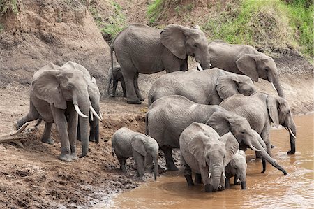 simsearch:841-09086385,k - Elephants (Loxodonta africana) at Mara River, Masai Mara National Reserve, Kenya, East Africa, Africa Photographie de stock - Rights-Managed, Code: 841-06806126