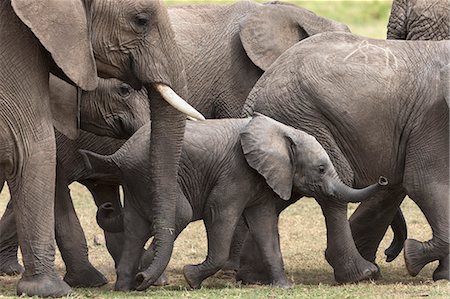 simsearch:841-07082354,k - Elephants (Loxodonta africana), Masai Mara National Reserve, Kenya, East Africa, Africa Foto de stock - Con derechos protegidos, Código: 841-06806128