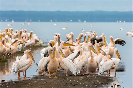 pélican blanc - Great white pelicans (Pelecanus onocrotalus), Lake Nakuru National Park, Kenya, East Africa, Africa Photographie de stock - Rights-Managed, Code: 841-06806120