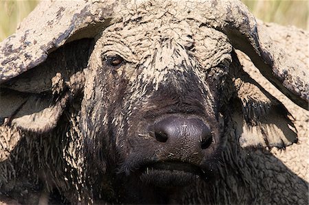 Cape buffalo (Syncerus caffer) with dried mud, Lake Nakuru National Park, Kenya, East Africa, Africa Photographie de stock - Rights-Managed, Code: 841-06806122