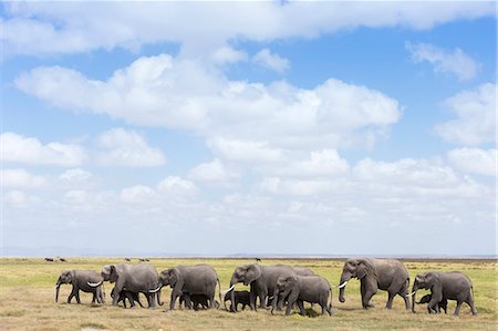 African elephants (Loxodonta africana), Amboseli National Park, Kenya, East Africa, Africa Photographie de stock - Rights-Managed, Code: 841-06806123