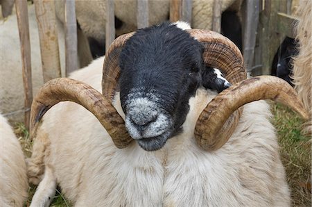 Dartmoor sheep, ram's head with curly horns, Widecombe Fair, Dartmoor, Dartmoor National Park, Devon, England, United Kingdom, Europe Stockbilder - Lizenzpflichtiges, Bildnummer: 841-06806151