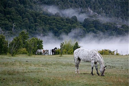 patagonie - Horses in a field, Patagonia, Argentina, South America Foto de stock - Con derechos protegidos, Código: 841-06806253