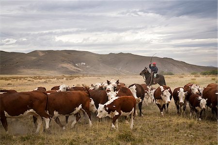 south american culture - Gauchos with cattle at the Huechahue Estancia, Patagonia, Argentina, South America Stock Photo - Rights-Managed, Code: 841-06806262