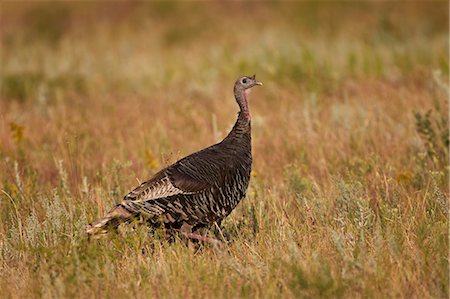 Wild turkey (Meleagris gallopavo), Custer State Park, South Dakota, United States of America, North America Stockbilder - Lizenzpflichtiges, Bildnummer: 841-06806324